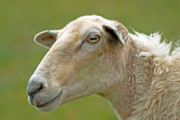freundliches Schaf