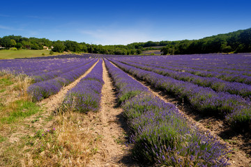 Obraz premium champs de lavandes fleuris