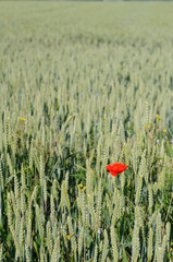 Coquelicot seul dans un champ de bl&eacute;