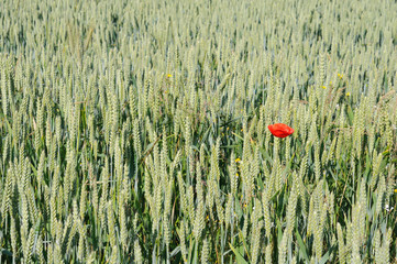 Coquelicot dans un champ de blé vert