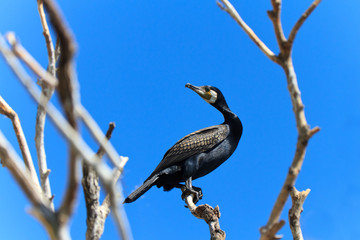 cormorant (phalacrocorax carbo )