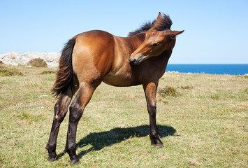 Horse