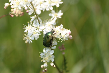 Cétoine