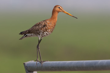 Black-tailed Godwit