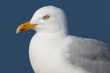 Seagull closeup