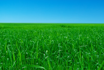 Obraz premium Green Grass and Blue Sky