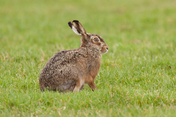 Hare resting