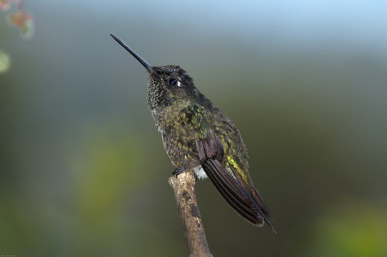 Colibri