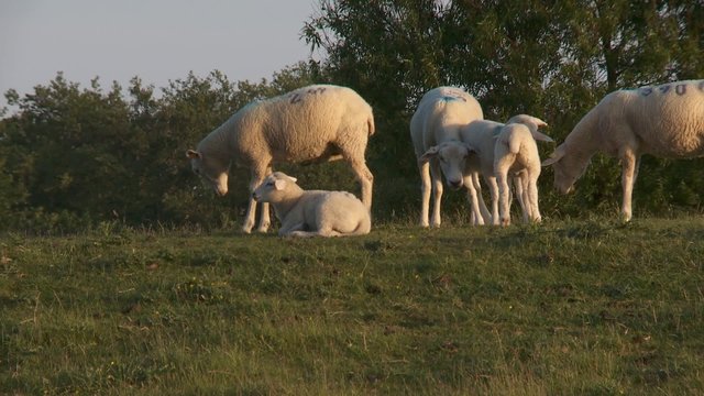 deichschafe