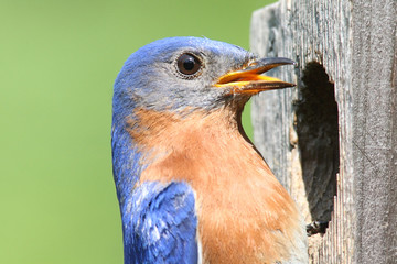 Eastern Bluebird