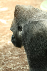Obraz premium Gorilla