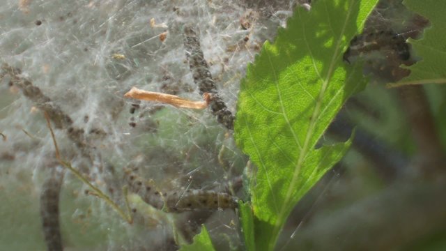 Seidenspinnerraupe