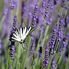 Papillon machaon dans un champ de lavandes