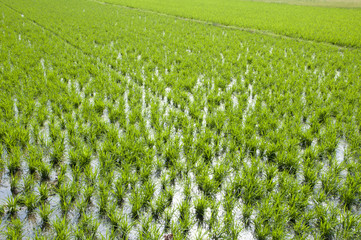 paddy field