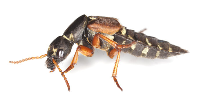 Rove beetle (Staphylinus caesareus) isolated on white