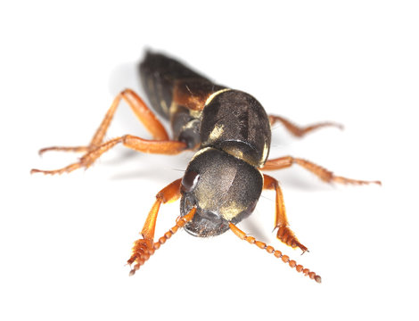 Rove beetle (Staphylinus caesareus)