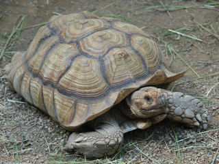 Fototapeta premium African spurred tortoise