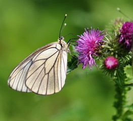 Obraz premium 紫色小花上的白色蝴蝶