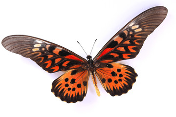 HD Beautiful specimens of  butterflies
