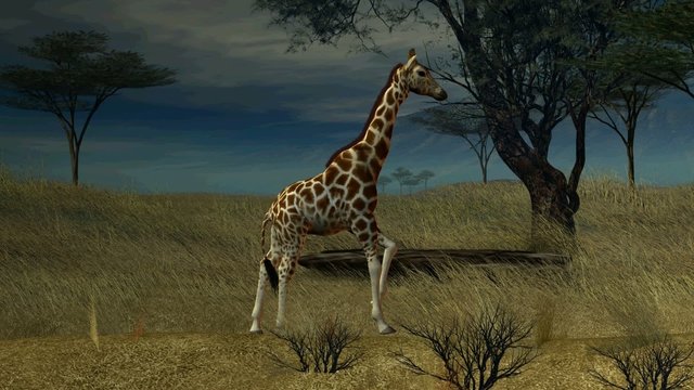 Giraffe Walking Through The Jungle