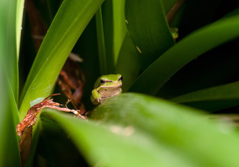 dwarf green tree frog in plant