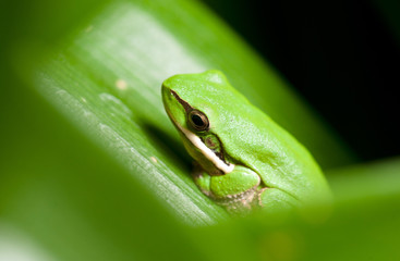 dwarf green tree frog in plant