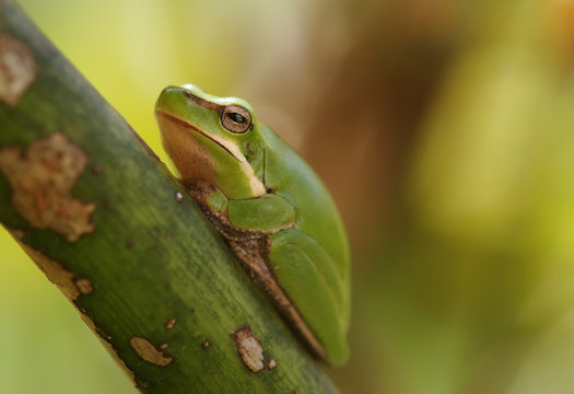 dwarf green tree frog in plant