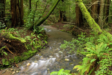 Lush Redwood Forest and Stream, California
