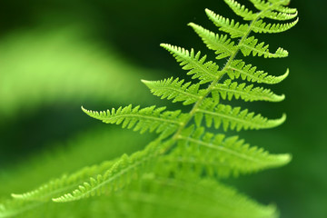 Fern Macro