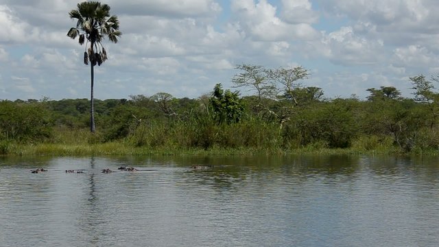 ippopotami