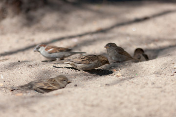 The flock of sparrows