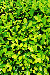 Close-up image of fresh spring green leaf