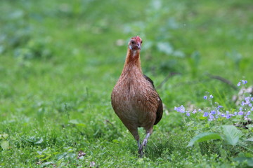 Braune Henne auf einer Wiese