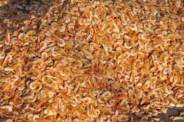 drying shrimp in the fishing village