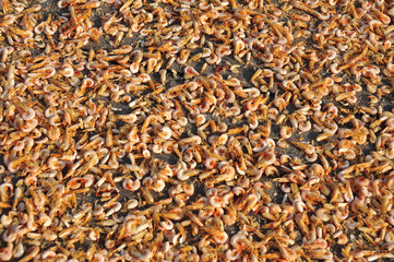 drying shrimp in the fishing village