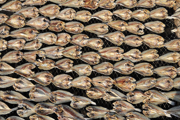 drying salty fish in the fishing village