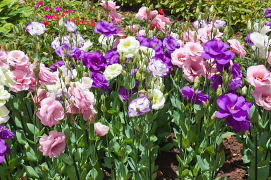 lisianthus