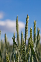 Green wheat