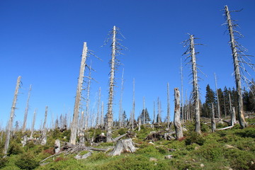 Trees in the Polish mountains destroyed by acid rain.