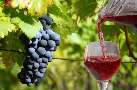 Grapes and wine