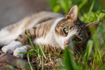 Fototapete bei efototapeten.de bestellen   