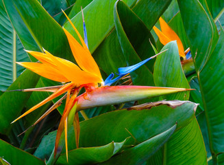 Fleur orange et bleue