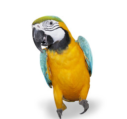 Blue-and-yellow Macaw over white background