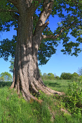root of the oak amongst green herb