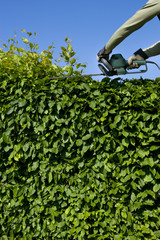 Hecke Schneiden