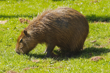 Capybara