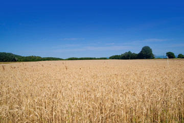 champs de bléu en été