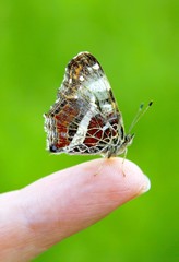 Schmetterling