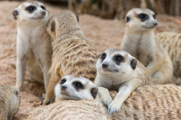 Fototapeta premium meerkats