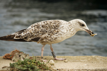 Juvenile seagull